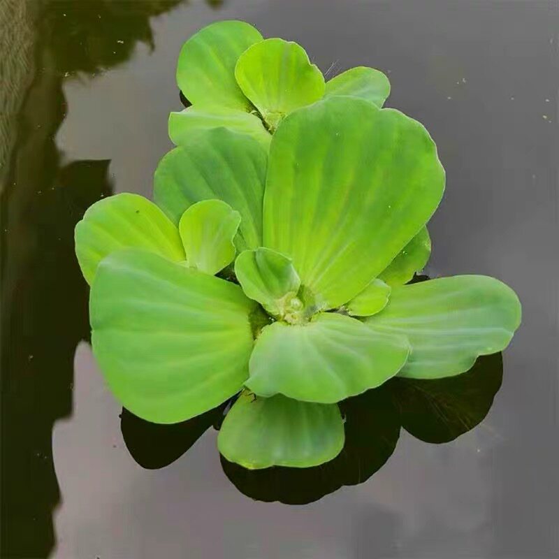 水芙蓉水葫芦池塘鱼缸造景净化水