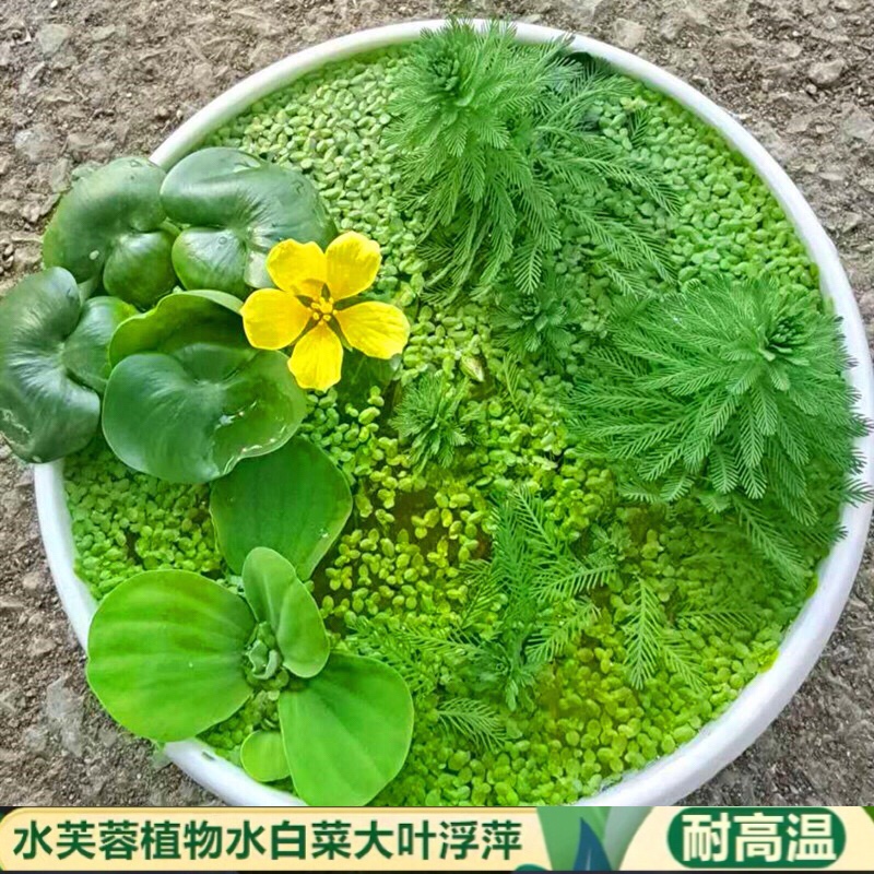 水草浮萍水葫芦水芙蓉狐尾草水生植物花卉鱼虾蟹龟缸池塘造景