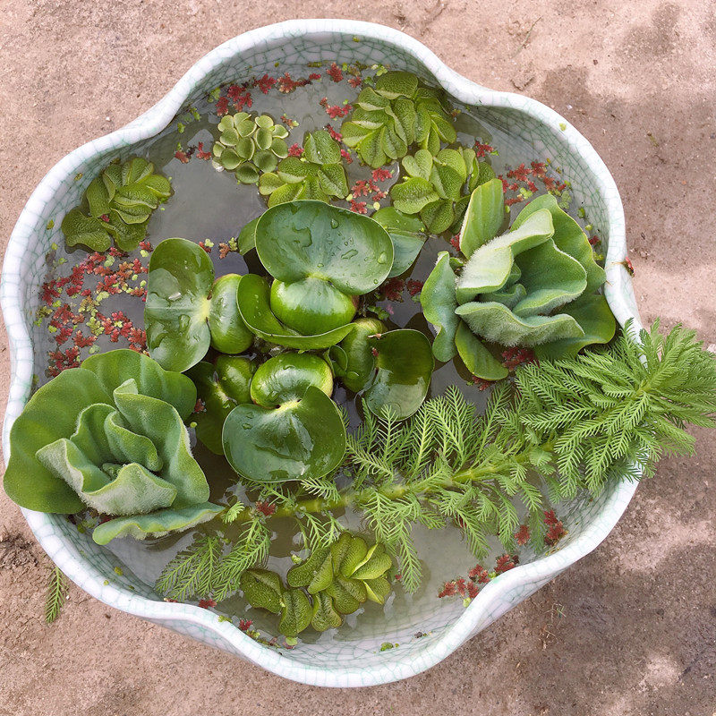 水葫芦睡莲水芙蓉浮萍狐尾草水竹