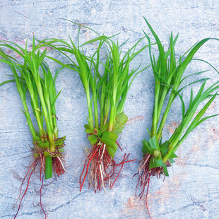 水竹旱伞草米竹水培土培植物水棕竹盆栽鱼缸水池塘风车草苗好养易