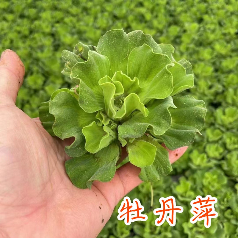 牡丹萍浮萍水草水葫芦水芙蓉圆心萍净化水质庭院池塘鱼虾龟缸造景