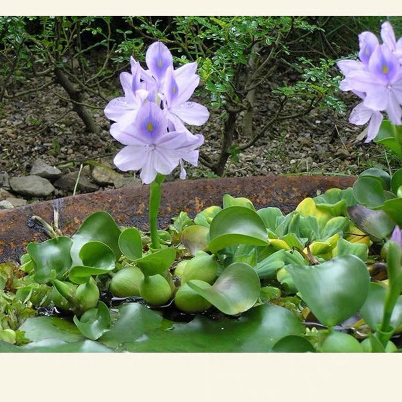 水葫芦净化水质池塘鱼虾塘绿化