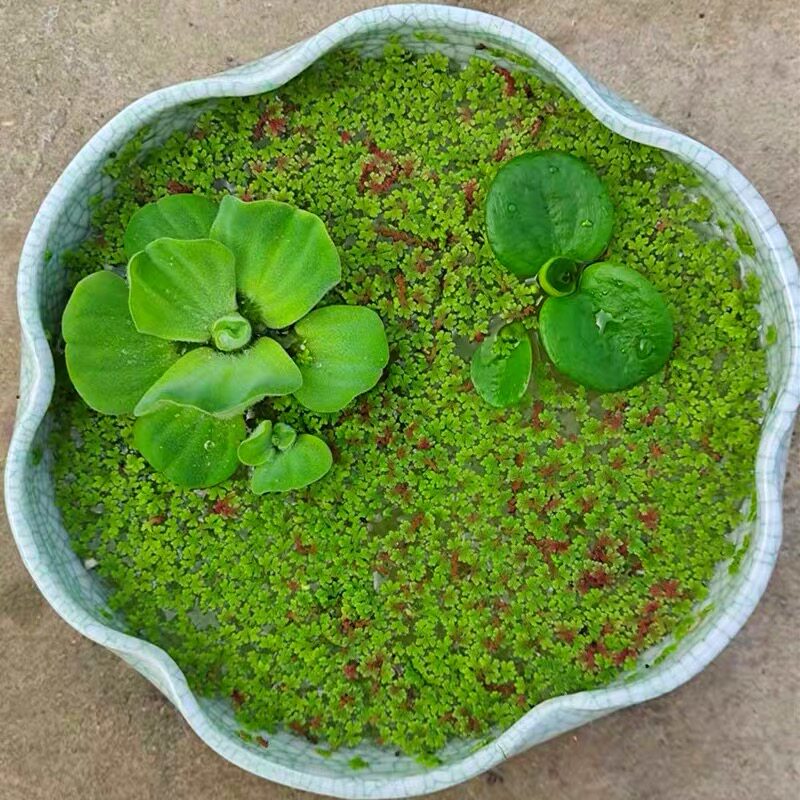 满江红珊瑚萍水生植物绿浮萍鱼龟缸微造景观净化水质浮性水草花卉