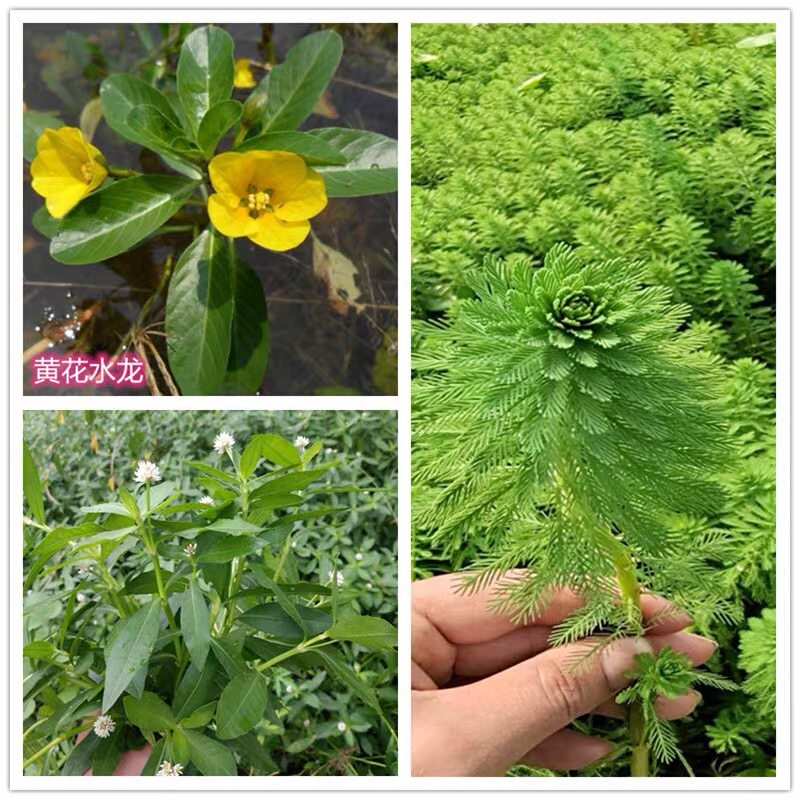 水花生黄花水龙狐尾草水培池塘