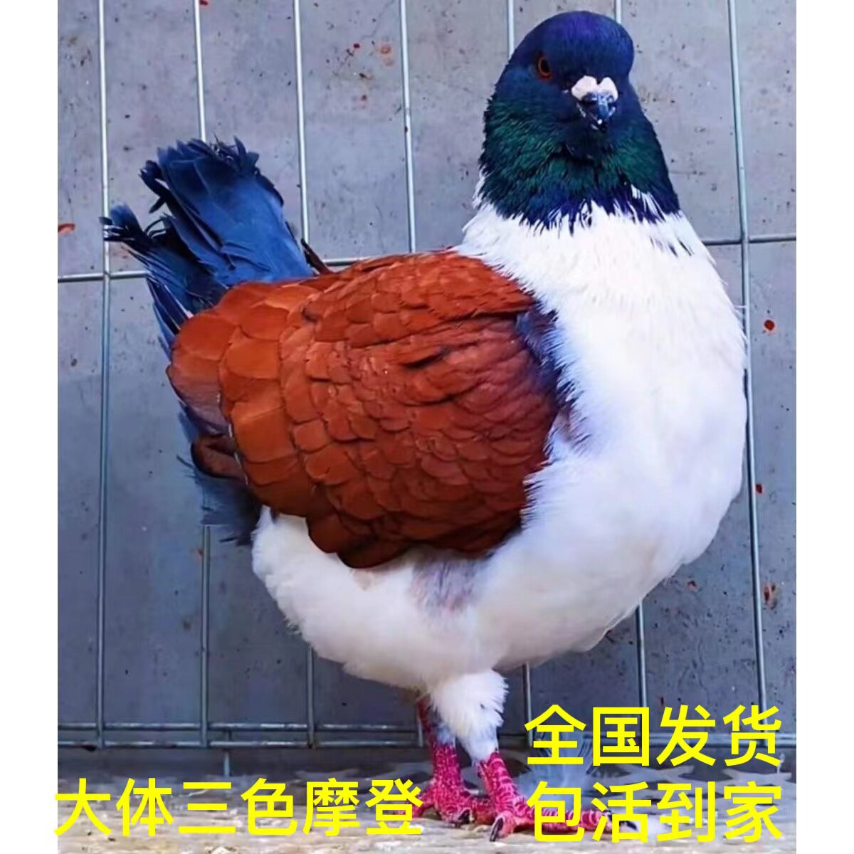 精品纯种摩登那三色摩登纯种大体雪花元宝鸽观赏鸽宠物鸽包下蛋