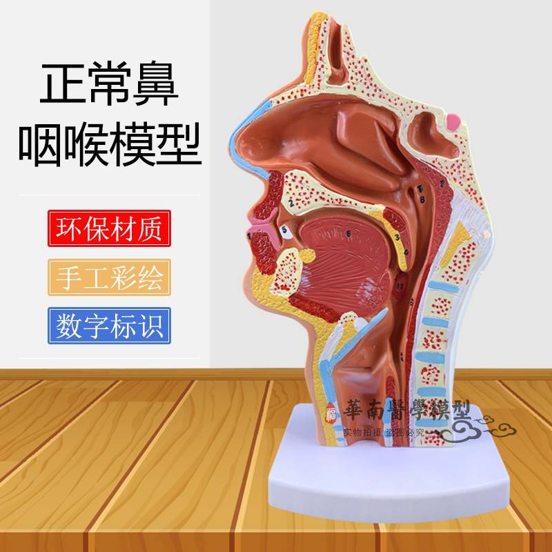 r鼻腔解剖模型 耳鼻喉科教学模型鼻 腔模型 鼻子模型 口鼻结构模