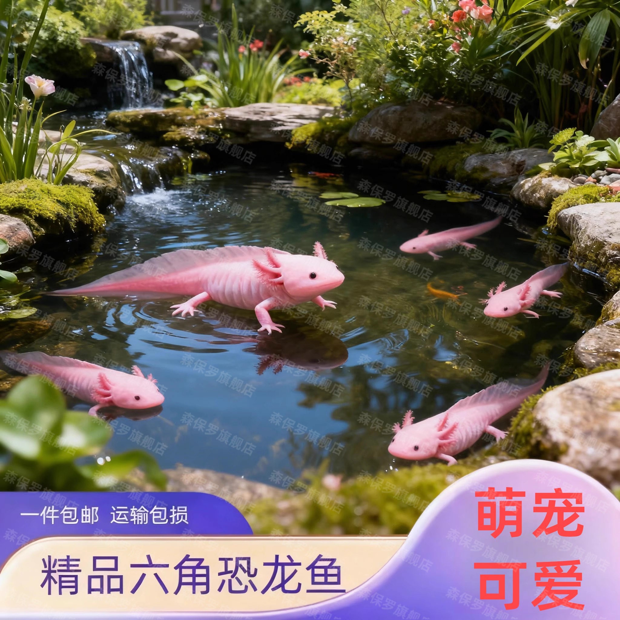 六角恐龙蝾螈龙鱼淡水鱼观赏鱼自来水宠物金鱼活物好养冷水懒人