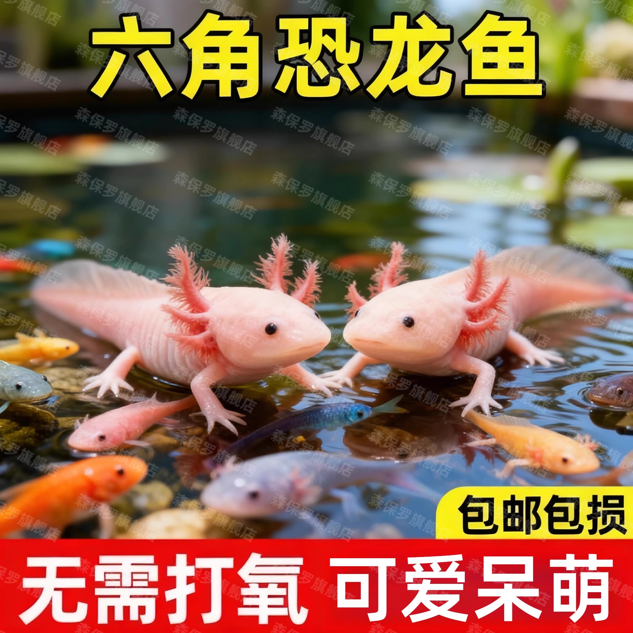 六角恐龙蝾螈龙鱼宠物淡水鱼观赏鱼好养金鱼活物活鱼冷水懒人淡水