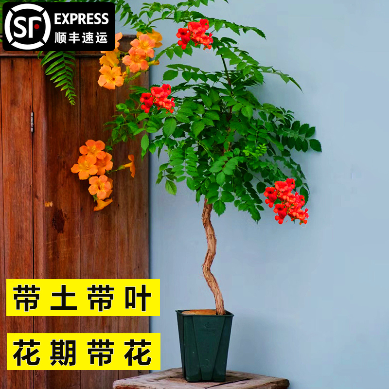 凌霄花爬藤大苗植物好养阳台盆栽庭院地栽耐热耐寒红色爬墙炮仗花