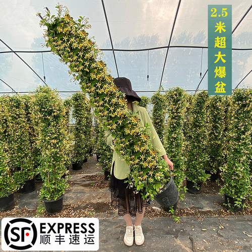 攀爬植物茉莉花苗阳台庭院浓香