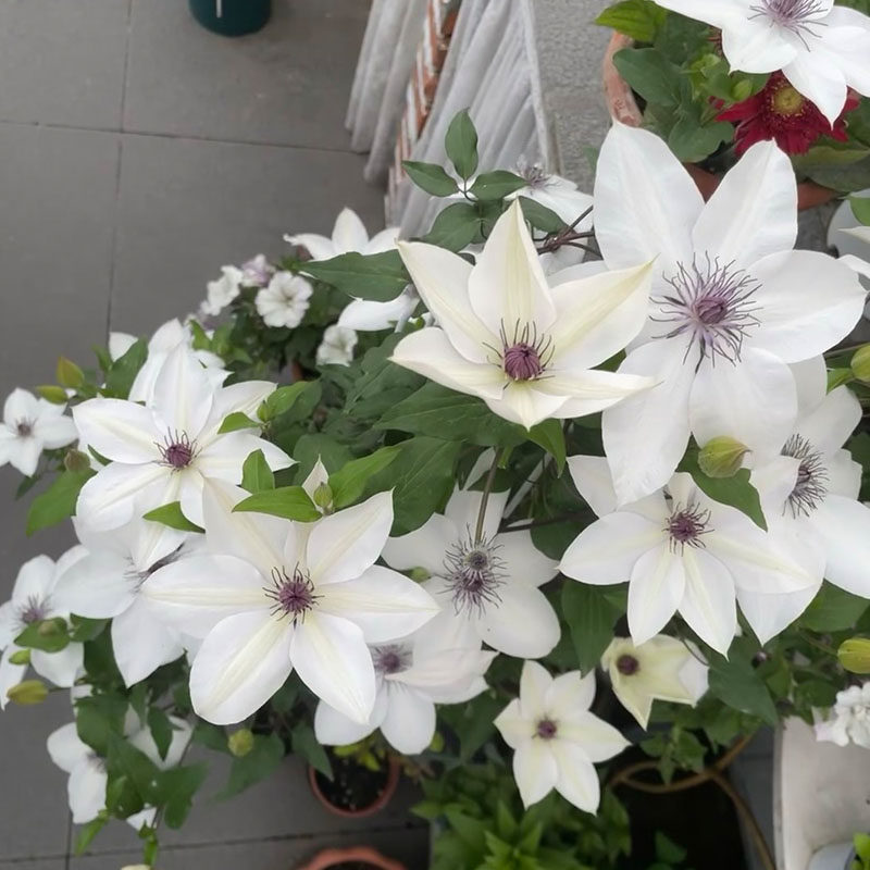 木规子铁线莲花苗盆栽爬藤本皇后重瓣大花丰花多季攀援花卉绿植物,鲜花速递/花卉仿真/绿植园艺,绣球/木绣球/木本植物,淘宝优惠券,粉丝福利购,淘宝优惠卷