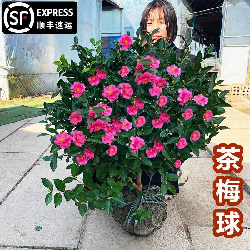 茶梅花球树苗别墅庭院大型耐寒盆栽山茶梅花四季常青绿化风景植物