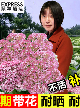 粉色贝拉安娜绣球花苗耐热耐寒乔木绣球白色大花盆栽庭院植物大苗