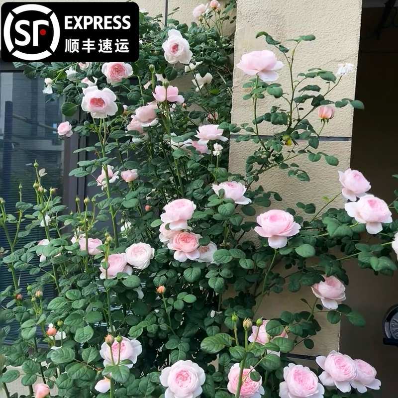 瑞典女王藤本月季花大花浓香四季