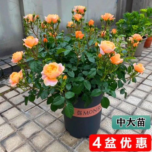 果汁阳台月季灌木玫瑰花盆栽耐寒