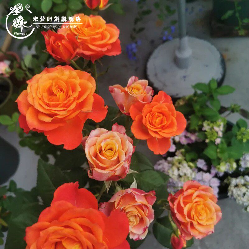 火焰月季花苗四季浓香灌木大花苗阳台盆栽庭院地栽切花玫瑰花欧月