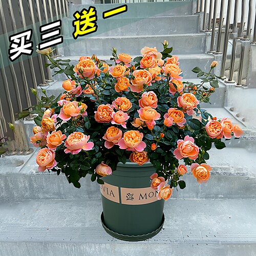 果汁阳台玫瑰大花微月四季开浓香