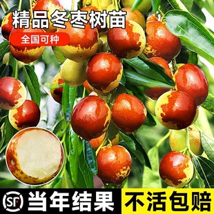 枣树苗沾化枣树活苗特大嫁接枣树苗南北方种植当年结果大甜枣树苗