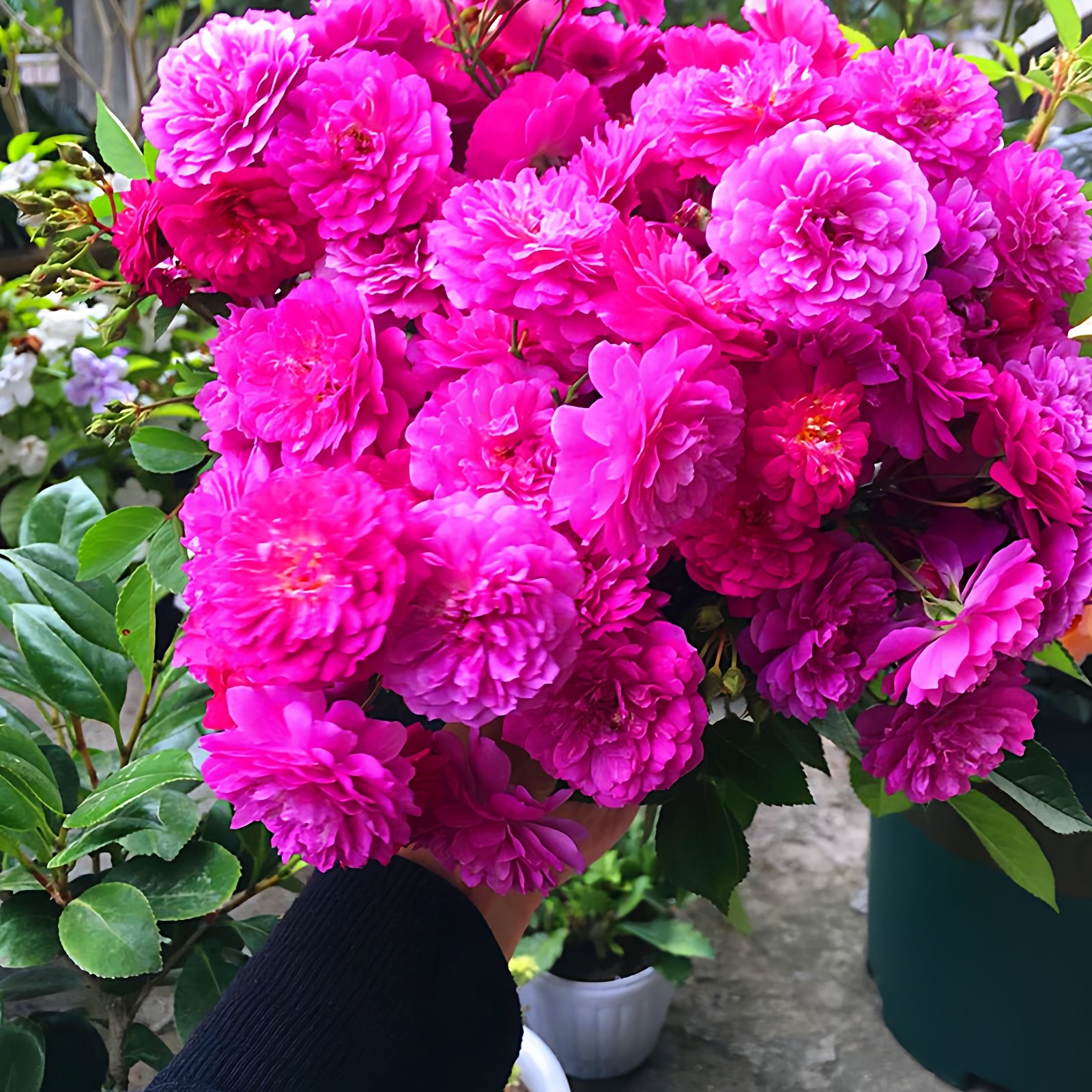 甜蜜马车月季大苗阳台盆栽多季浓香丰花庭院灌木玫瑰花卉勤花耐热,鲜花速递/花卉仿真/绿植园艺,月季/蔷薇/玫瑰,淘宝优惠券,粉丝福利购,淘宝优惠卷