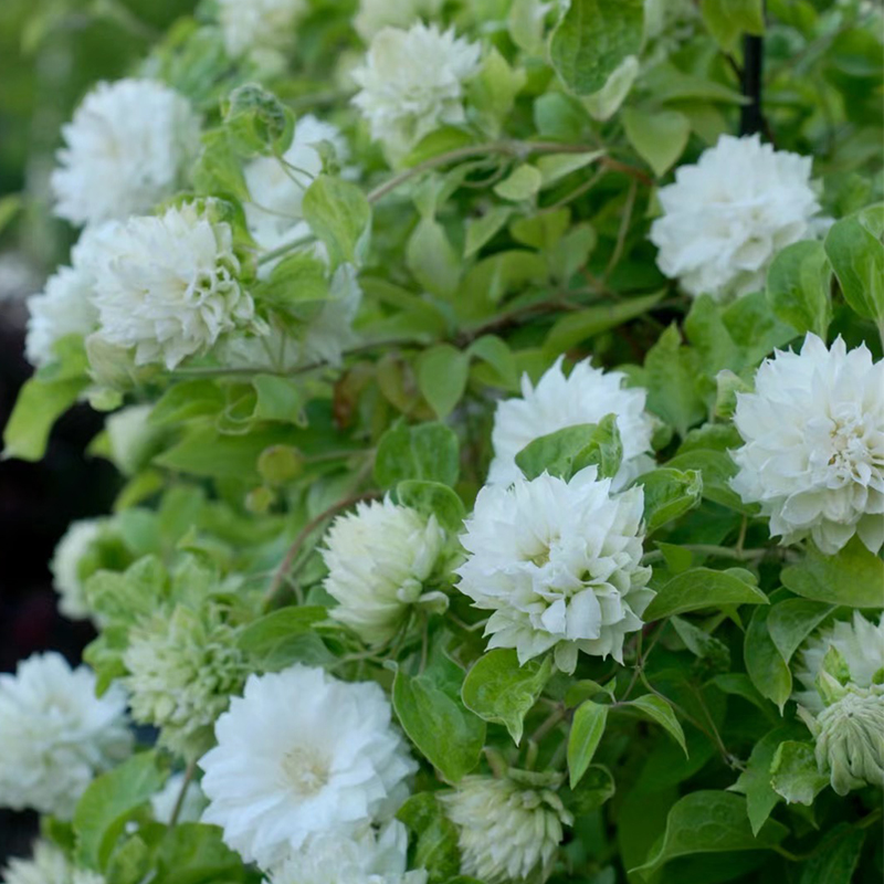 爱丁堡公爵夫人铁线 线莲花小苗盆栽早花阳台垂吊花卉爬墙易活绿