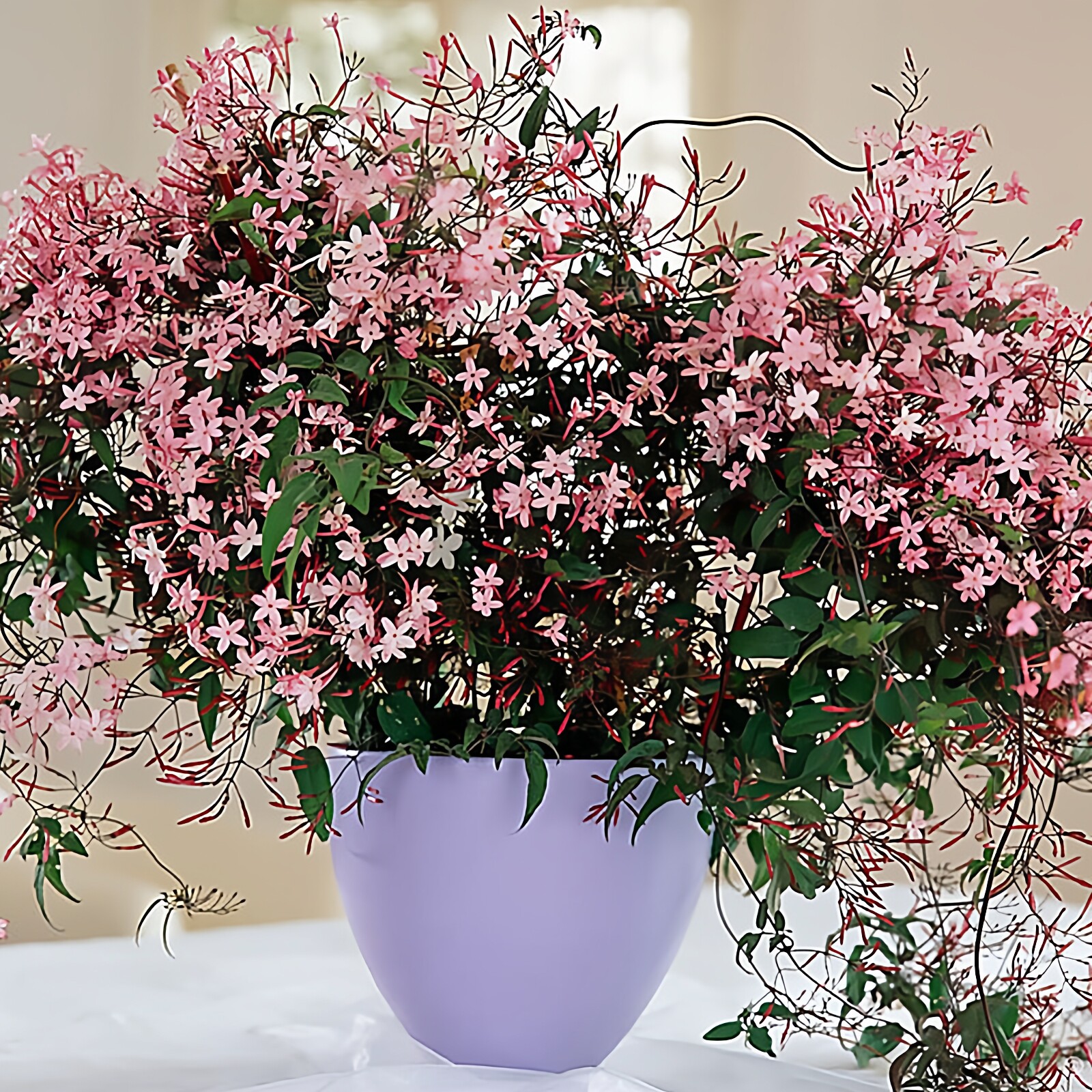 爬藤盆栽常绿植物庭院多花素馨