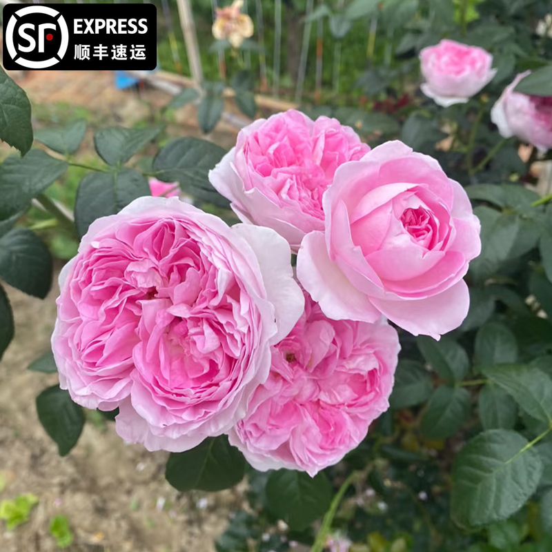 我的心藤本月季花苗特大花浓香