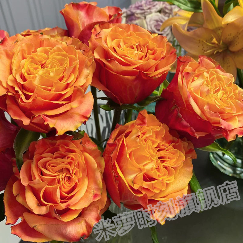 牙买加月季花苗大花多季盆栽阳台切花玫瑰花庭院花卉勤花蔷薇植物