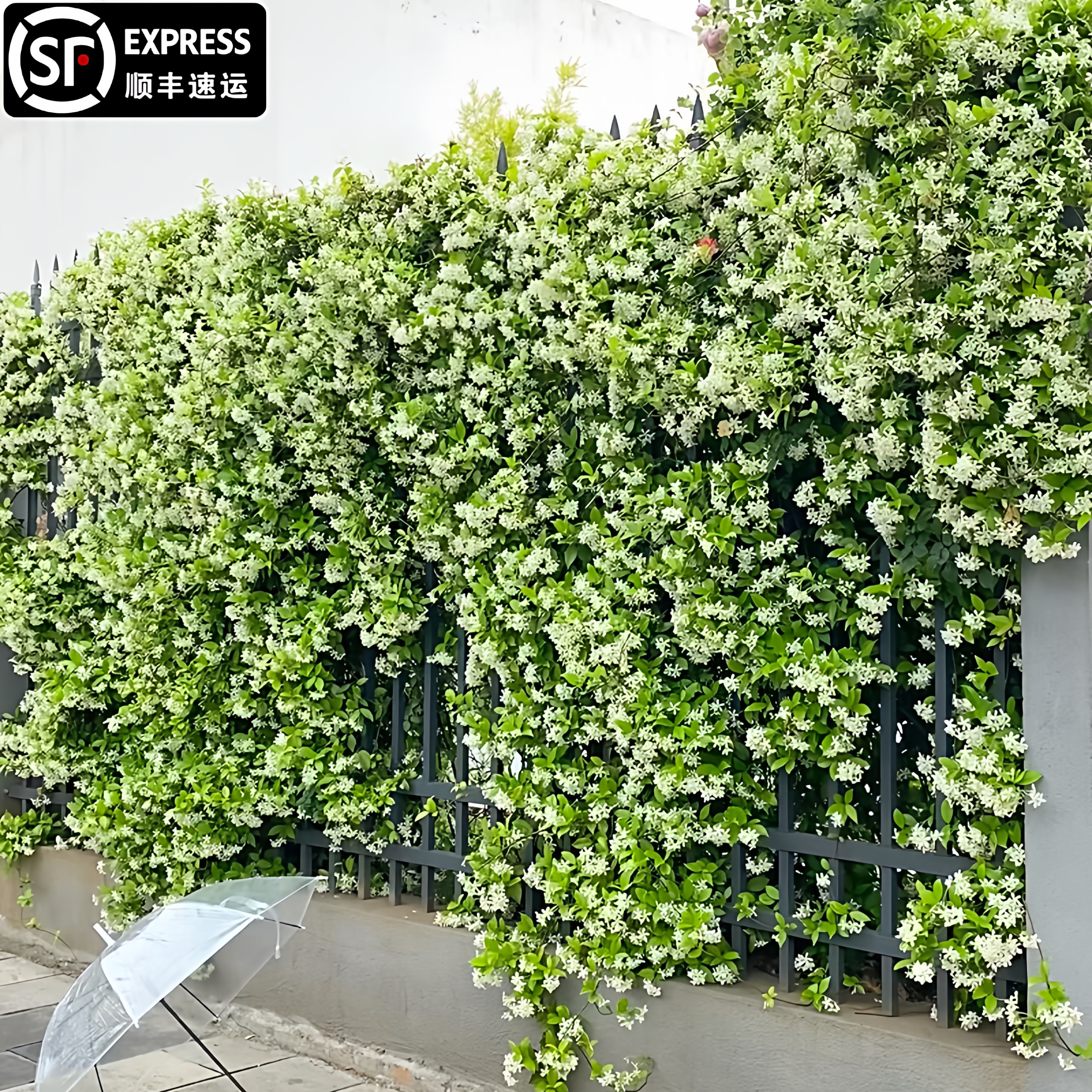 风车茉莉爬藤植物阳台好养四季花