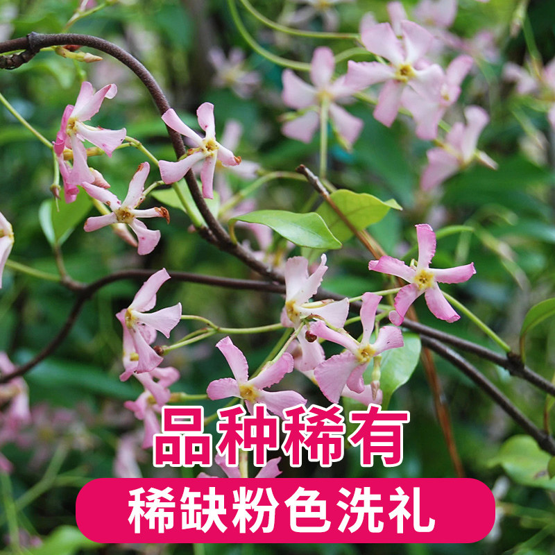 粉色风车茉莉花苗四季不落叶银丝茉莉爬藤植物阳台盆栽络石藤庭院