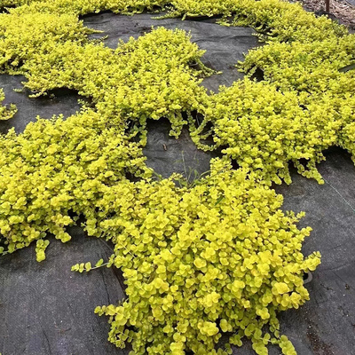 黄金金叶佛甲草草皮地被过路黄