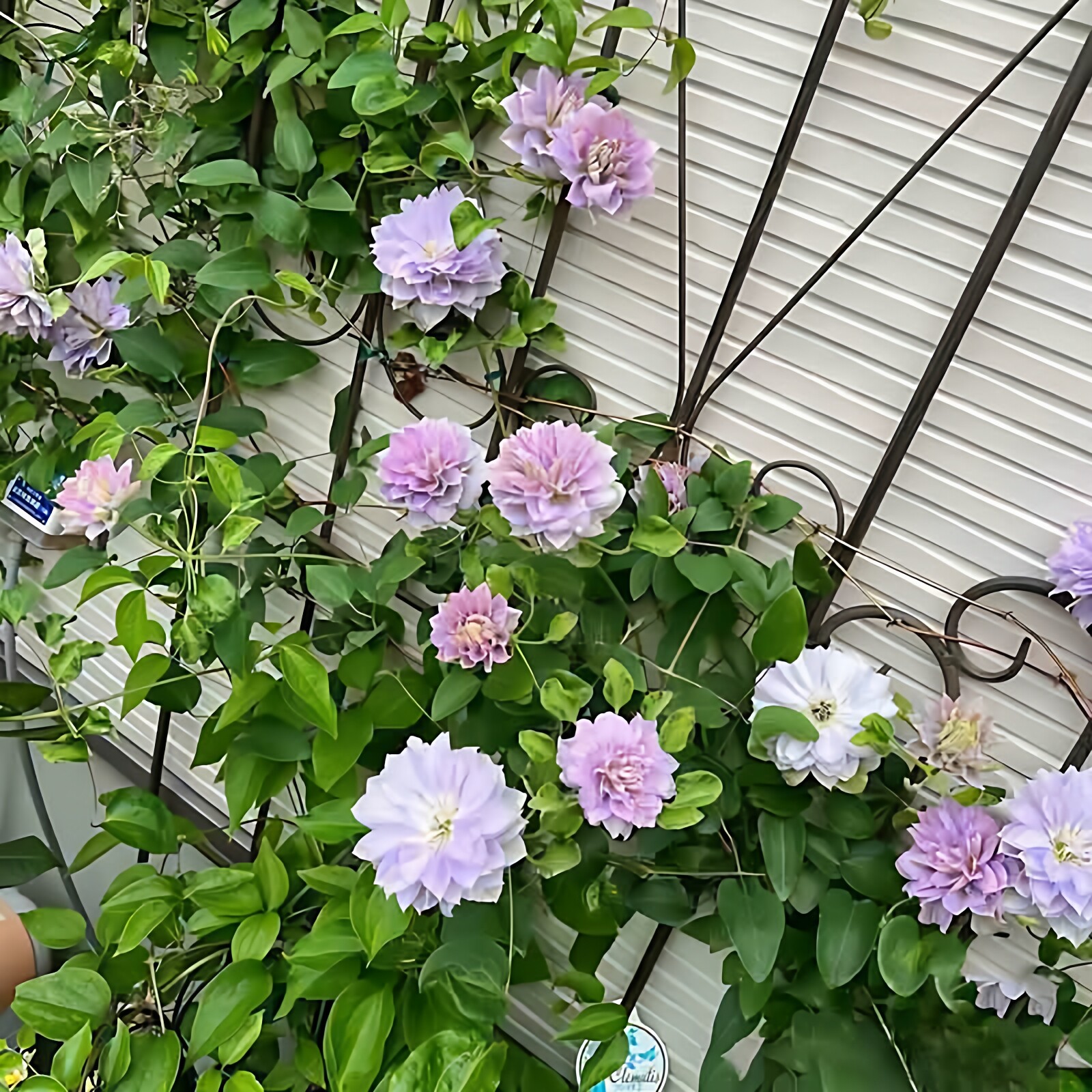 琉璃铁线莲花庭院爬藤攀援植物花卉阳台盆栽好养绿植庭院四季大花