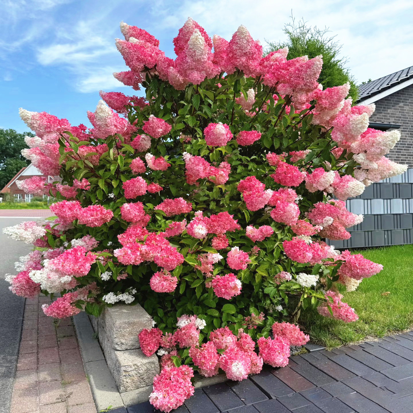 香草草莓圆锥绣球花苗石灰灯绣球花耐寒耐晒花卉夏日美人盆栽植物,鲜花速递/花卉仿真/绿植园艺,绣球/木绣球/木本植物,淘宝优惠券,粉丝福利购,淘宝优惠卷
