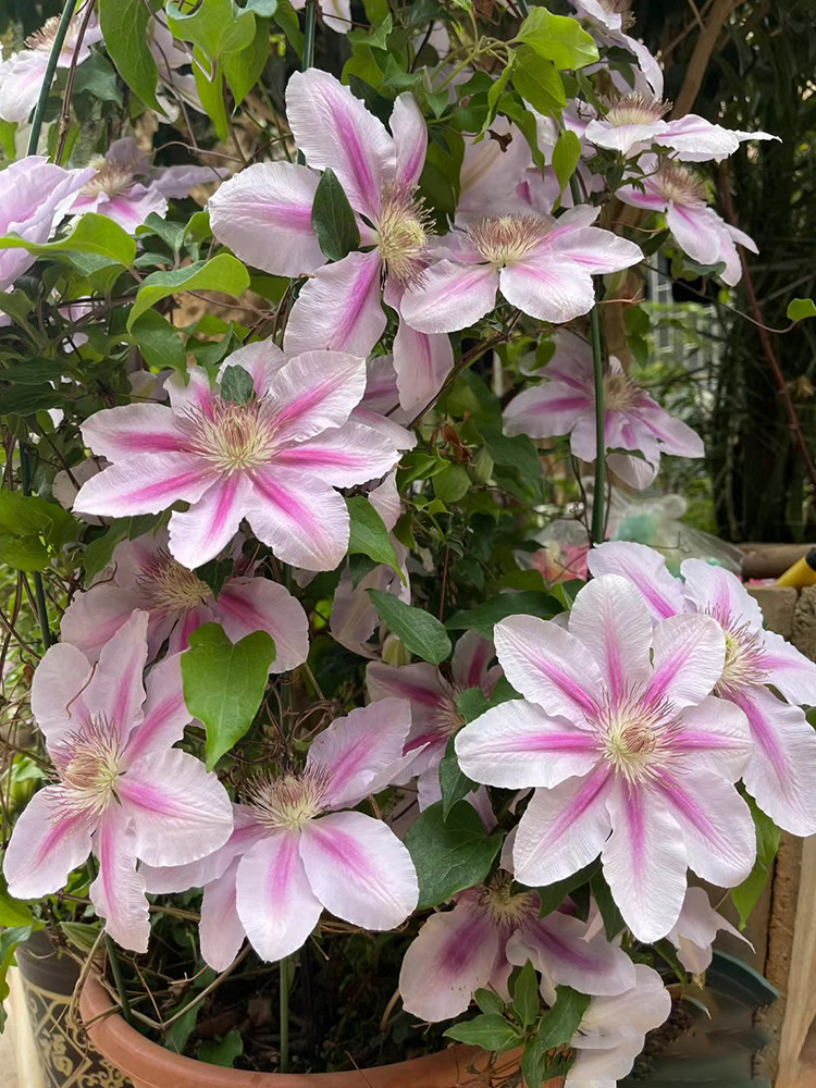 蜜蜂之恋铁线莲花苗早花大花型阳台盆栽绿植藤本爬藤花卉庭院植物