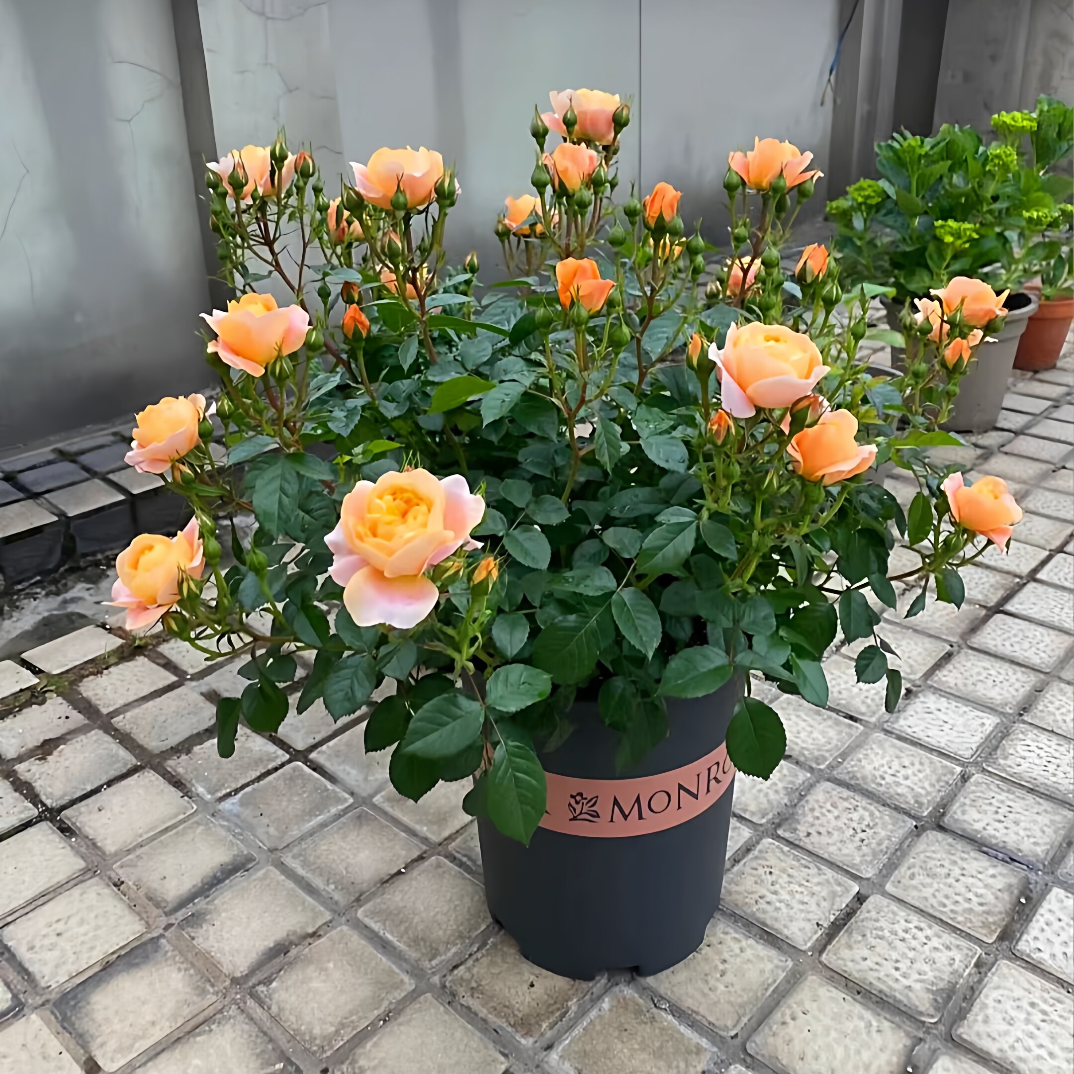 果汁阳台月季灌木多头玫瑰花苗阳台盆栽耐寒庭院花卉浓香微月带花