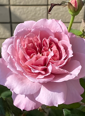 梅子灰月季花四季浓香紫色灌木大花阳台盆栽庭院地栽切花玫瑰欧月