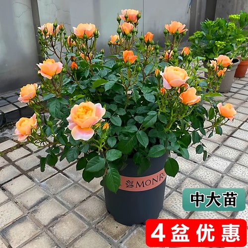 果汁阳台月季灌木玫瑰花盆栽耐寒