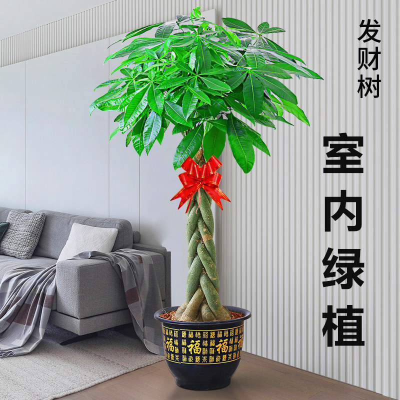 辫子发财树盆栽室内摆客厅大型步步高招财树绿植物办公室乔迁开业