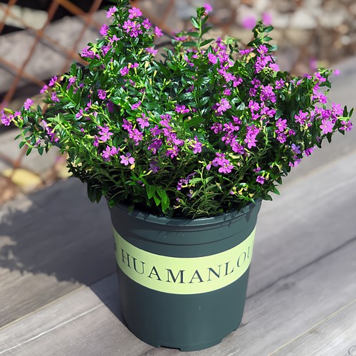 易爆盆紫色满天星盆栽阳台室内外