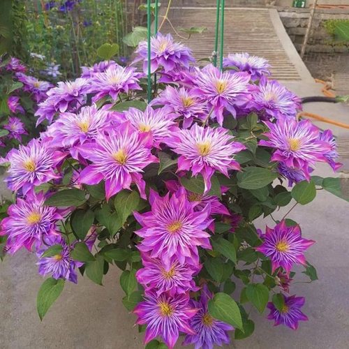 水晶喷泉铁线莲花苗盆栽花卉爬藤植物早花大花庭院阳台可垂吊绿植