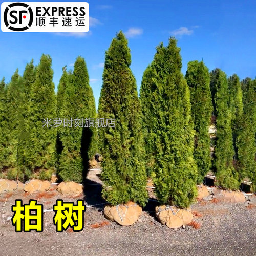 松树树苗四季常青耐热耐寒盆景