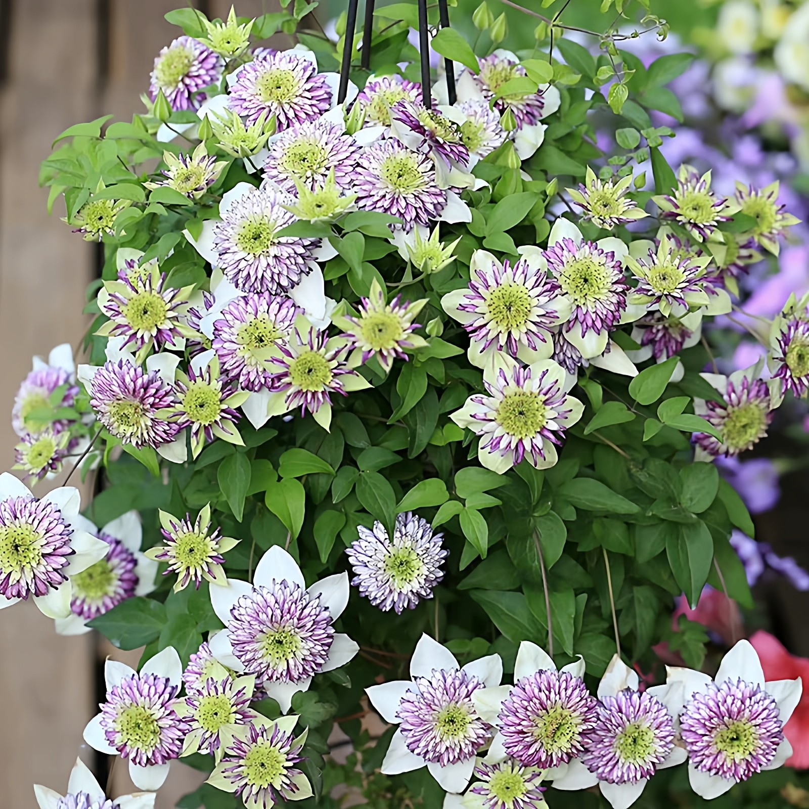 新幻紫弗罗里达铁线莲花苗盆栽阳台庭院耐寒爬藤花卉无刺藤蔓植物,鲜花速递/花卉仿真/绿植园艺,绣球/木绣球/木本植物,淘宝优惠券,粉丝福利购,淘宝优惠卷
