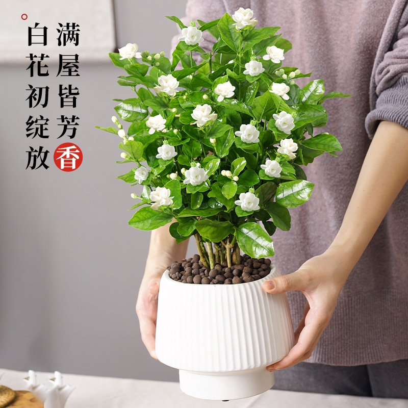 茉莉花盆栽花卉多季开浓香带花苞重瓣好养活室内植物阳台庭院-封面