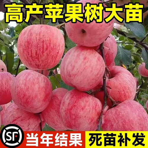 苹果树嫁接庭院种植当年结果果苗