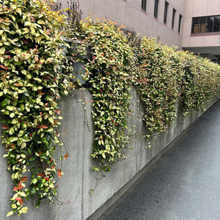 黄金络石四季五彩花卉吊篮盆栽花叶络石爬藤绿植阳台庭院垂吊植物