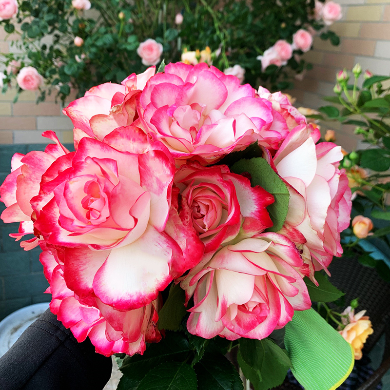 摩纳哥公爵月季盆栽大苗多季开浓香特大花卉阳台庭院植物勤花耐寒