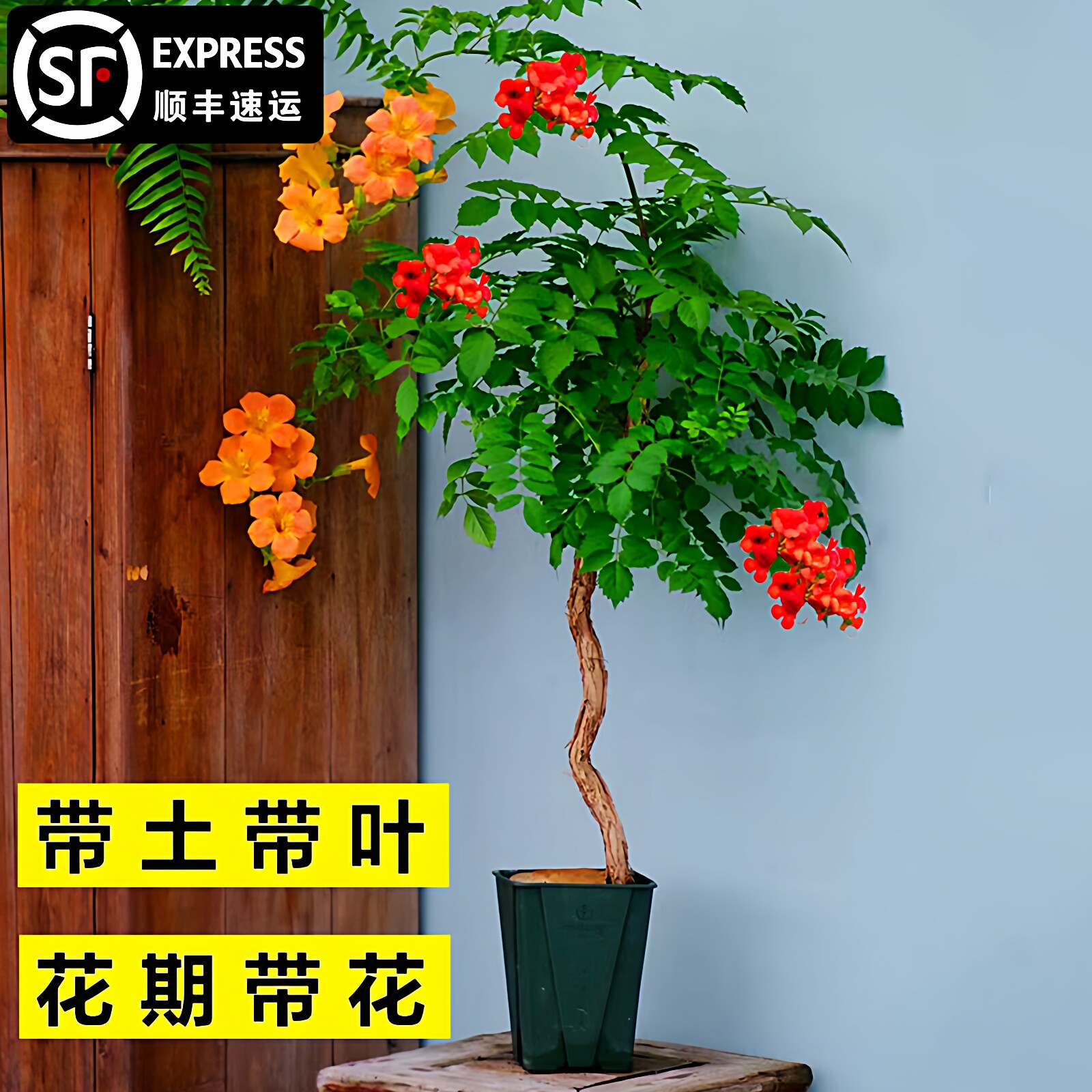 凌霄花爬藤大苗植物好养阳台盆栽庭院地栽耐热耐寒红色爬墙炮仗花