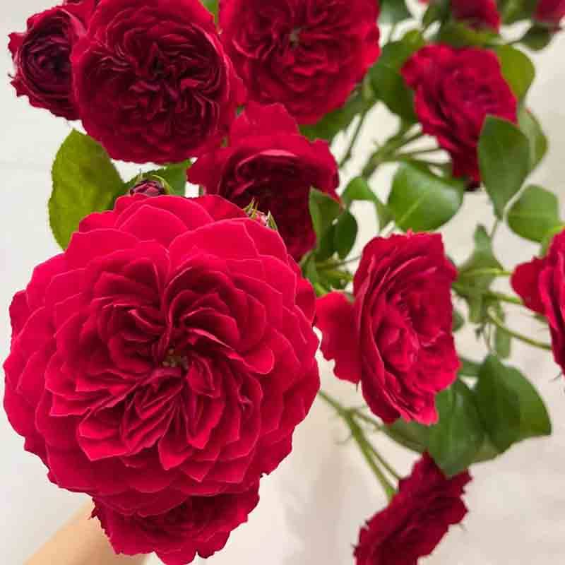 红色达芬奇月季花大苗盆栽开花机器阳台庭院花卉四季玫瑰植物红达