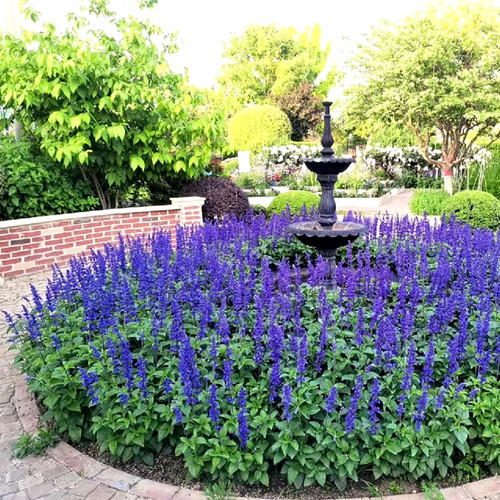 墨西哥鼠尾草花盆栽花镜宿根植物