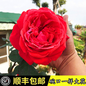 国月大花月季 大花苗浓香庭院阳台盆栽灌木绯扇红双喜切花玫瑰花苗