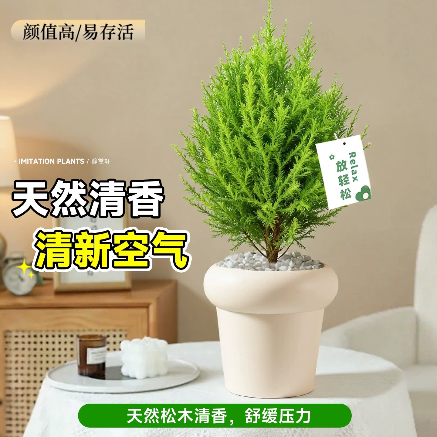 香松盆栽金冠柏绿植树苗盆景棒棒糖松树四季绿植办公室内好养香柏